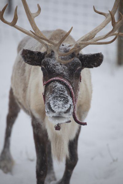 Reindeer (copy)